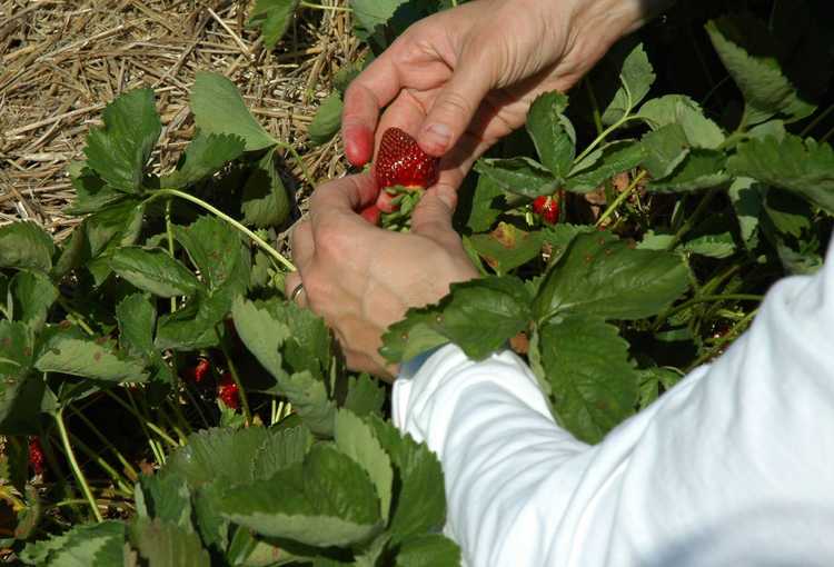You are currently viewing Cueillette des fraises : quand et comment récolter une fraise