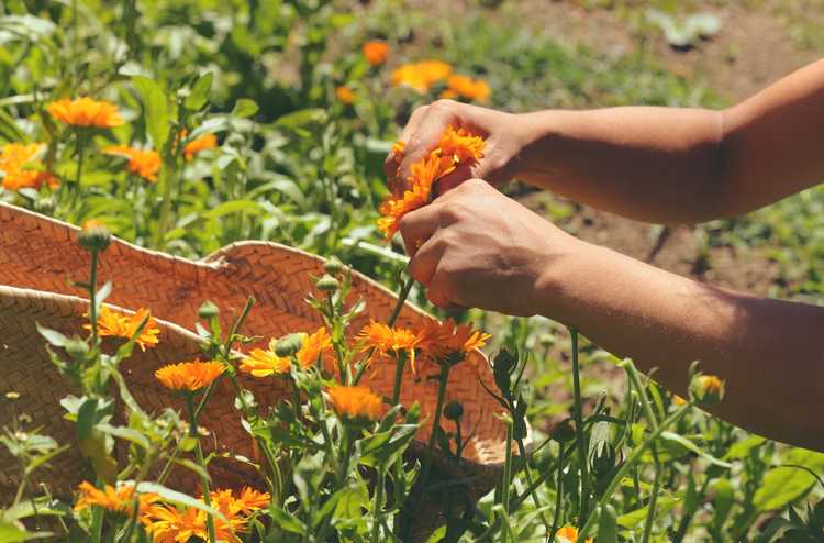 You are currently viewing Guide de Calendula Deadheading – Supprimer les fleurs de calendula fanées