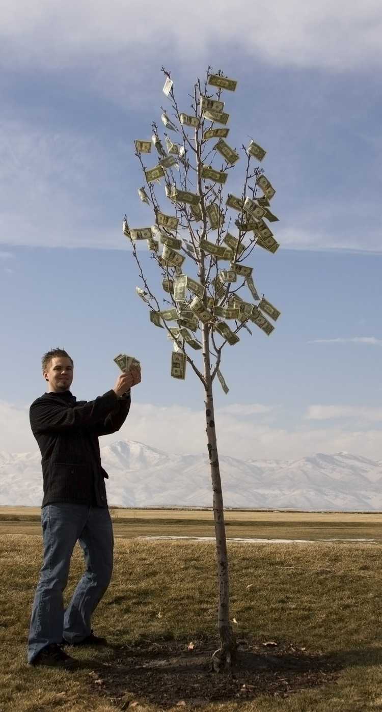 You are currently viewing Money Tree Growing – Informations sur la façon de faire pousser un arbre d'argent