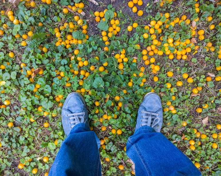 You are currently viewing Informations sur la chute de juin : quelles sont les causes de la chute des fruits de juin