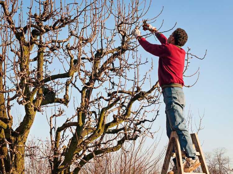 You are currently viewing Amincissement du couvert forestier : conseils pour éclaircir le couvert forestier des arbres