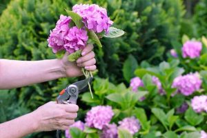 Lire la suite à propos de l’article Taillez les buissons d'hortensias : instructions de taille des hortensias