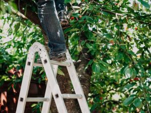 Lire la suite à propos de l’article Au secours, mes fruits sont trop hauts : conseils pour la récolte des grands arbres