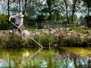 Lire la suite à propos de l’article Nettoyer un bassin : quand et comment nettoyer un bassin de jardin en toute sécurité