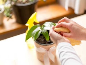 Lire la suite à propos de l’article Nettoyage des plantes d'intérieur – Apprenez à nettoyer les plantes d'intérieur