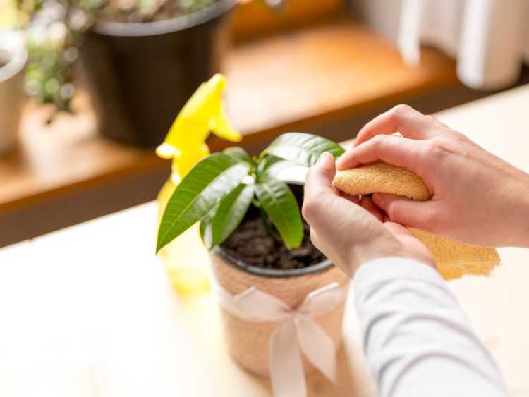 You are currently viewing Nettoyage des plantes d'intérieur – Apprenez à nettoyer les plantes d'intérieur