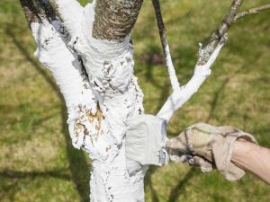 Lire la suite à propos de l’article Peindre des troncs d'arbres en blanc : comment peindre l'écorce d'un arbre