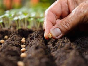 Lire la suite à propos de l’article Culture de semences de légumes – Planter des graines de légumes fraîchement récoltées