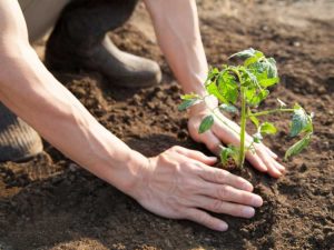 Lire la suite à propos de l’article Temps de plantation des tomates : meilleur moment pour planter des tomates