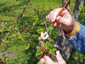 Lire la suite à propos de l’article Pourquoi polliniser à la main : quel est le but de la pollinisation manuelle