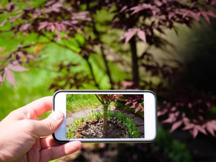 Lire la suite à propos de l’article Jardiner avec un téléphone portable : que faire avec votre téléphone dans le jardin