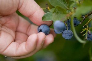 Lire la suite à propos de l’article Saison de récolte des bleuets : conseils sur la récolte des bleuets