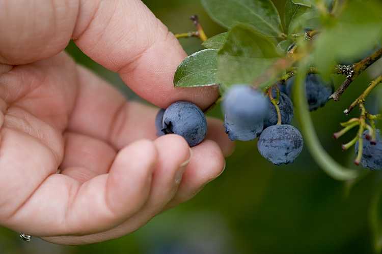 You are currently viewing Saison de récolte des bleuets : conseils sur la récolte des bleuets