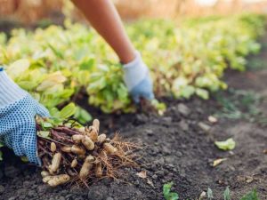 Lire la suite à propos de l’article Récolte des cacahuètes : quand et comment les cacahuètes sont-elles récoltées dans les jardins