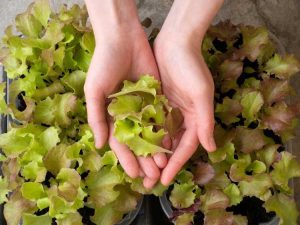 Lire la suite à propos de l’article Récolte de la laitue frisée : comment et quand cueillir la laitue frisée