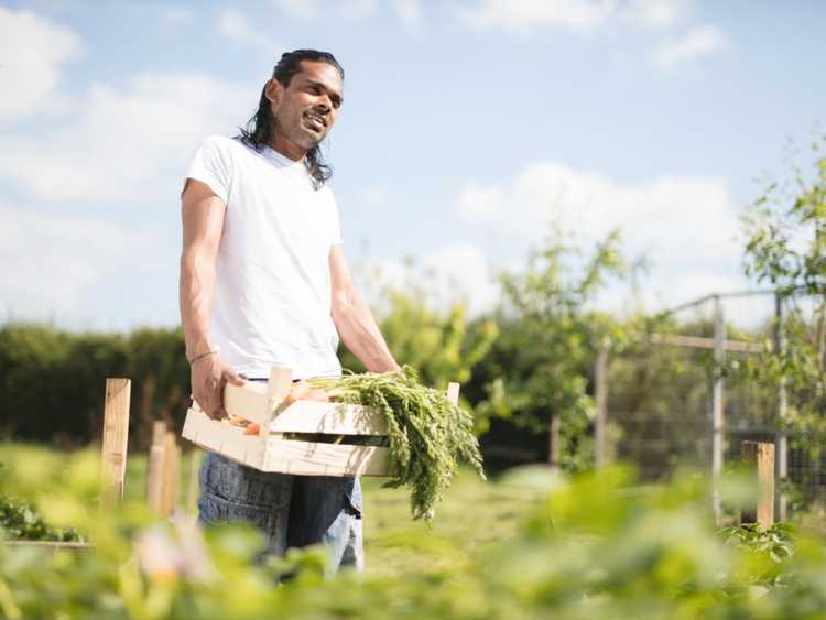 You are currently viewing Guide de récolte pour les débutants – Comment récolter et conserver les produits cultivés sur place