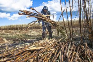 Lire la suite à propos de l’article Guide de récolte de canne à sucre : Apprenez quand récolter les plants de canne à sucre