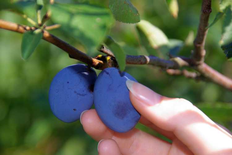 You are currently viewing Cueillette des prunes : conseils pour la récolte des prunes