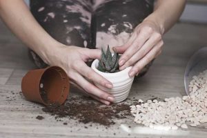Lire la suite à propos de l’article Recettes de terreau pour plantes succulentes : comment préparer un mélange de terre pour plantes succulentes