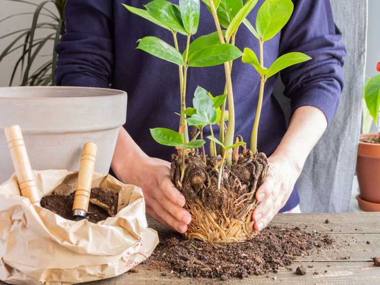 Lire la suite à propos de l’article Rempotage des plantes d'intérieur : comment rempoter une plante d'intérieur