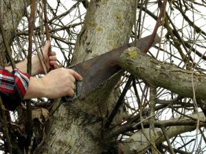 Lire la suite à propos de l’article Tailler un noyer : comment tailler correctement les noyers