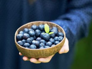 Lire la suite à propos de l’article Myrtilles au goût granuleux : Que faire lorsque les plants de bleuets sont granuleux à l'intérieur