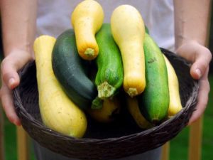 Lire la suite à propos de l’article Plantation de courges d'été : comment faire pousser des courges d'été