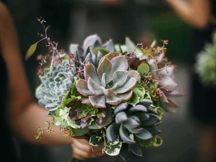 You are currently viewing Bouquet succulent DIY – Comment créer un bouquet succulent