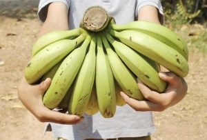 Lire la suite à propos de l’article Récolte des bananiers – Apprenez comment et quand cueillir les bananes