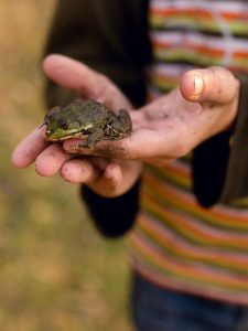 Lire la suite à propos de l’article Identifier la faune avec les enfants : enseignez aux enfants la faune de votre jardin