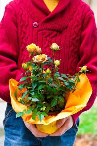 Lire la suite à propos de l’article Idées de cadeaux de plantes en pot : offrir des plantes en pot en cadeau