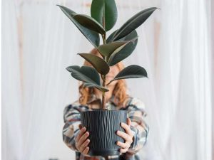 Lire la suite à propos de l’article 10 meilleures plantes d’intérieur : plantes d’intérieur incontournables