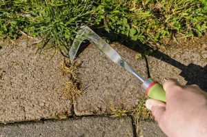 Lire la suite à propos de l’article Qu'est-ce qu'un couteau de terrasse : utiliser un couteau de terrasse pour le désherbage