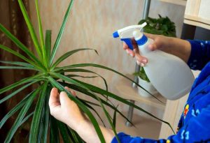 Lire la suite à propos de l’article Dracaena Pest Control – Apprenez-en davantage sur les insectes qui mangent les plantes Dracaena