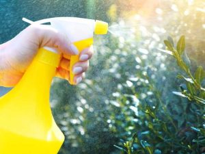 Lire la suite à propos de l’article Pesticides végétaux sûrs – Pesticides d’intérieur pour plantes comestibles