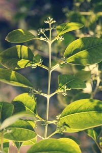 Lire la suite à propos de l’article Informations sur le bois de santal rouge : pouvez-vous cultiver des arbres de bois de santal rouge