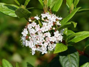 Lire la suite à propos de l’article Prendre soin de l'arbuste à fleurs de viorne