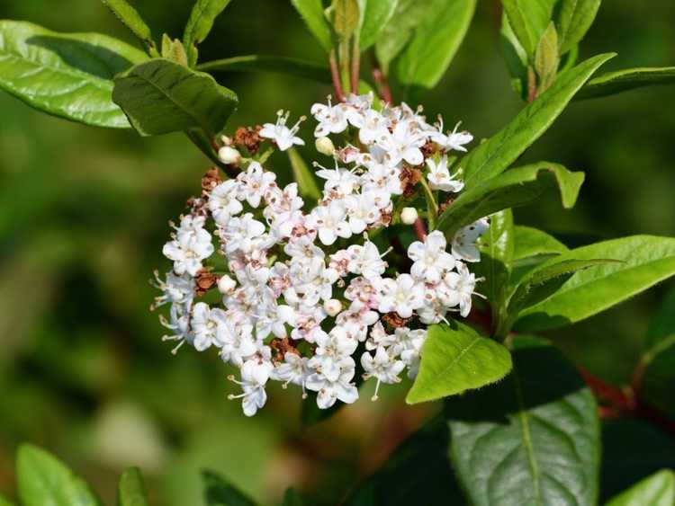 You are currently viewing Prendre soin de l'arbuste à fleurs de viorne