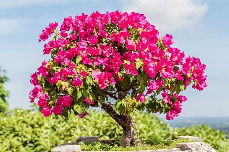 Lire la suite à propos de l’article Création de plantes de bonsaï de bougainvilliers : comment fabriquer un bonsaï de bougainvilliers