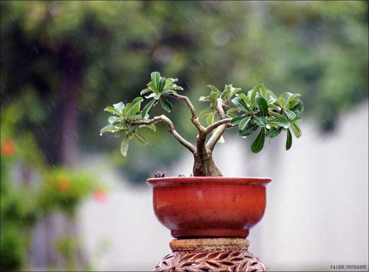 You are currently viewing Bonsaïs : informations sur les bonsaïs