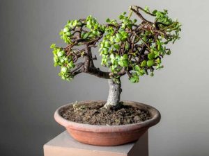 Lire la suite à propos de l’article Bonsaïs succulents – Choisir des bonsaïs succulents