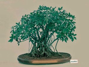 Lire la suite à propos de l’article Schefflera Bonsai Care – Cultiver et tailler les bonsaïs Schefflera