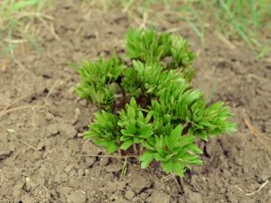 Lire la suite à propos de l’article Nématodes foliaires sur les pivoines – En savoir plus sur le contrôle des nématodes des feuilles de pivoine