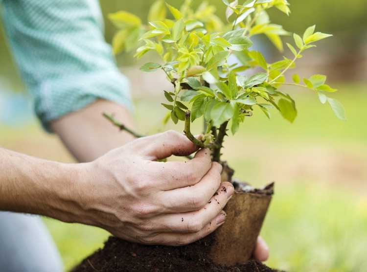 You are currently viewing Arbustes nains pour les jardins – Choisir des buissons pour les petits espaces