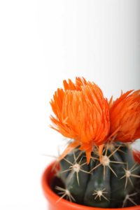 Lire la suite à propos de l’article Cactus à fleurs orange : découvrez les variétés de cactus orange