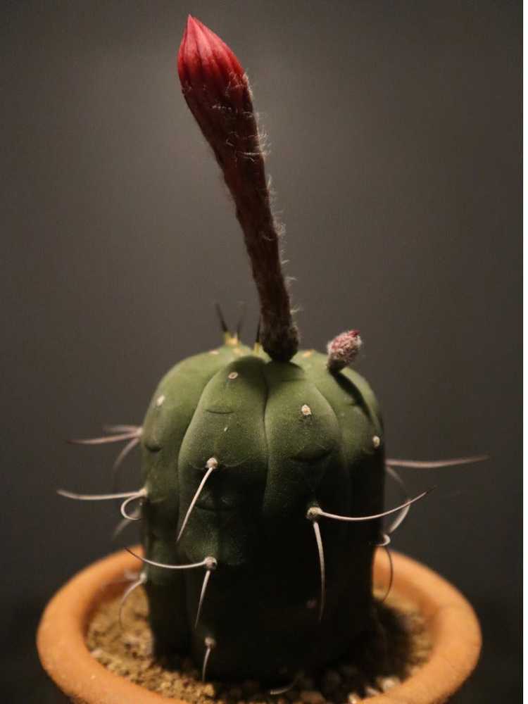 You are currently viewing Matucana Cactus Care – En savoir plus sur la culture du cactus Matucana