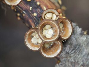 Lire la suite à propos de l’article Champignon du nid d’oiseau dans les jardins : conseils pour se débarrasser du champignon du nid d’oiseau