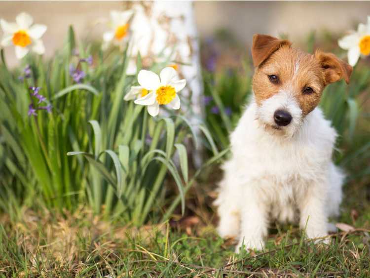 You are currently viewing Cinq façons de garder un chien hors d'un lit de jardin