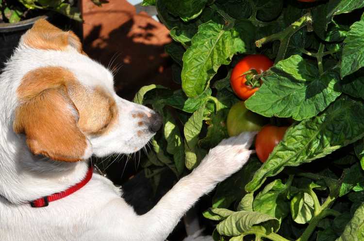 Lire la suite à propos de l’article Plantes toxiques pour les chiens – Plantes toxiques pour les chiens