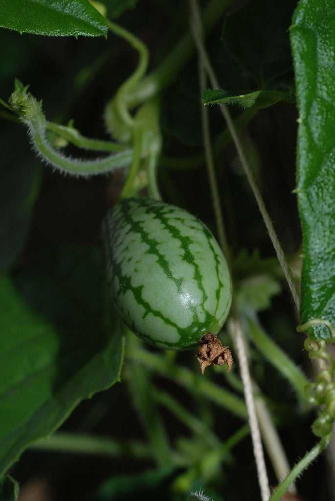 You are currently viewing Que sont les cucamelons : comment planter des cornichons aigres mexicains